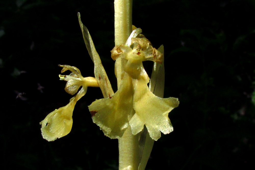 Изображение особи Neottia krasnojarica.