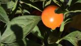 Solanum pseudocapsicum