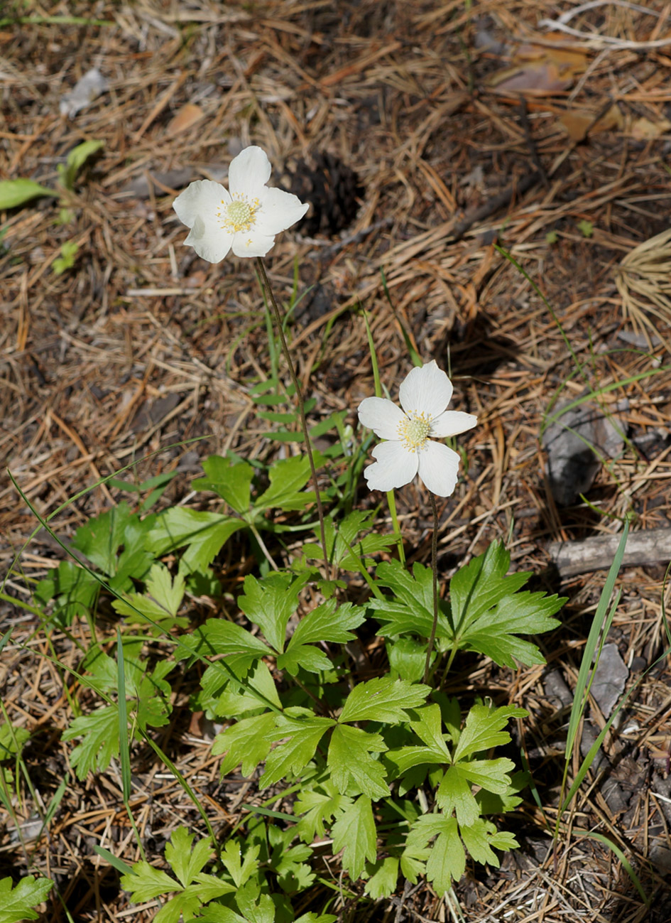 Изображение особи Anemone sylvestris.