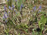 Polygala amarella