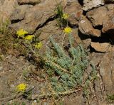 Sedum reflexum