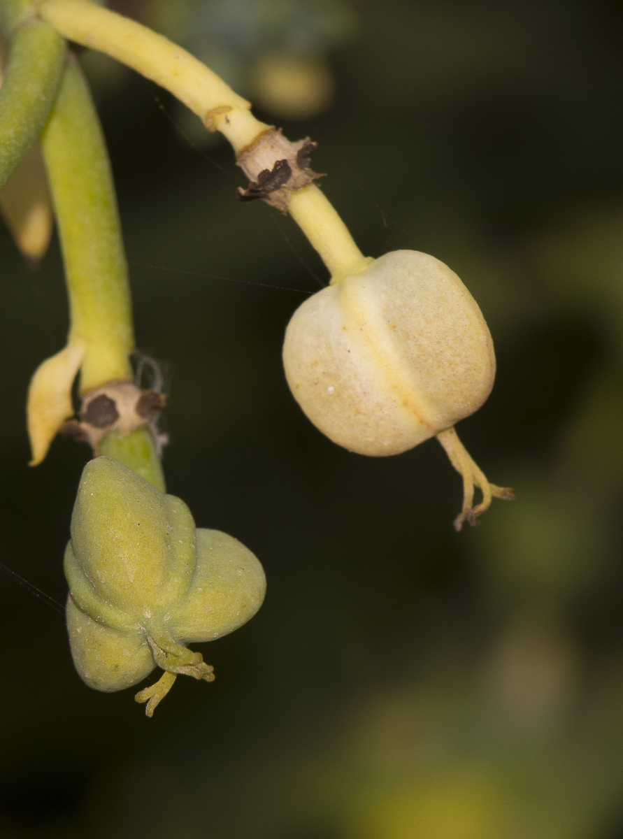 Image of Euphorbia mauritanica specimen.