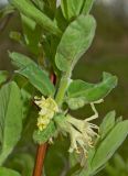 Lonicera edulis