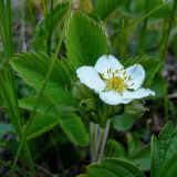 Fragaria viridis. Цветущее растение. Чувашия, окрестности г. Шумерля, Кумашкинский заказник, Соколова поляна. 11 мая 2008 г.