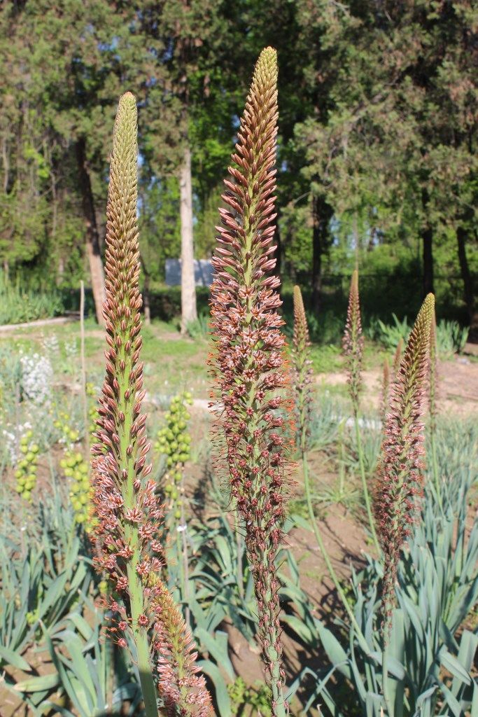 Изображение особи Eremurus regelii.