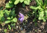 Pulsatilla patens. Цветущее растение в окружении Primula sp. Москва, природно-ландшафтный парк \"Зарядье\", в культуре. 21.04.2019.