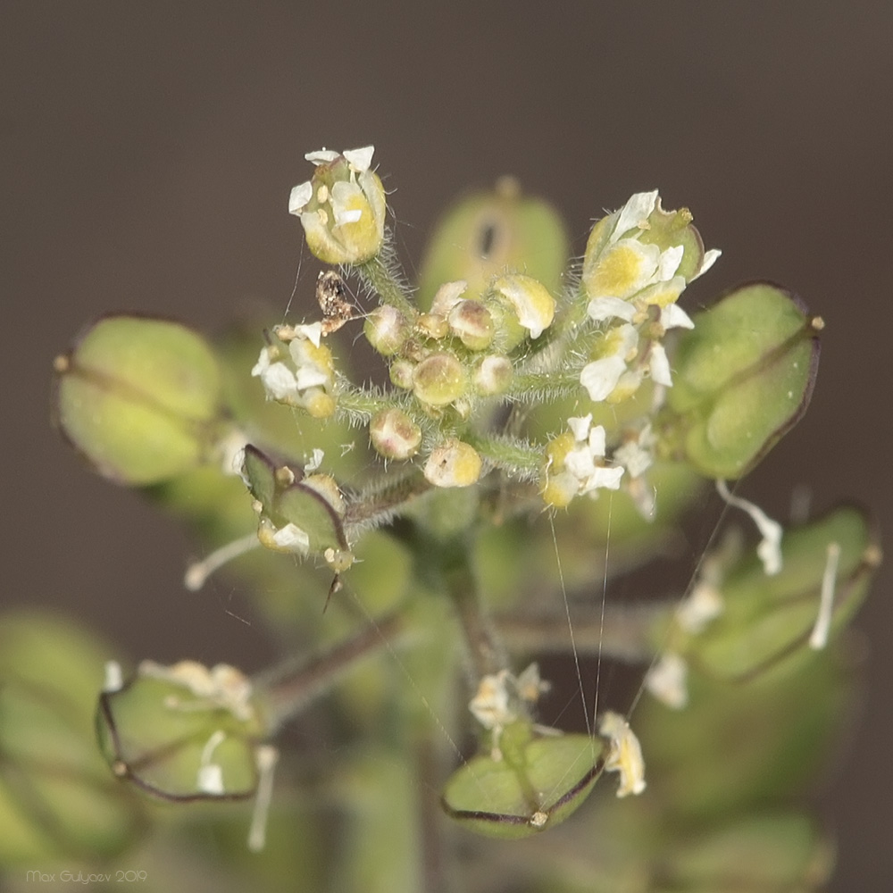 Изображение особи Lepidium campestre.