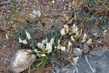 Astragalus macroceras