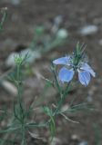 Nigella arvensis