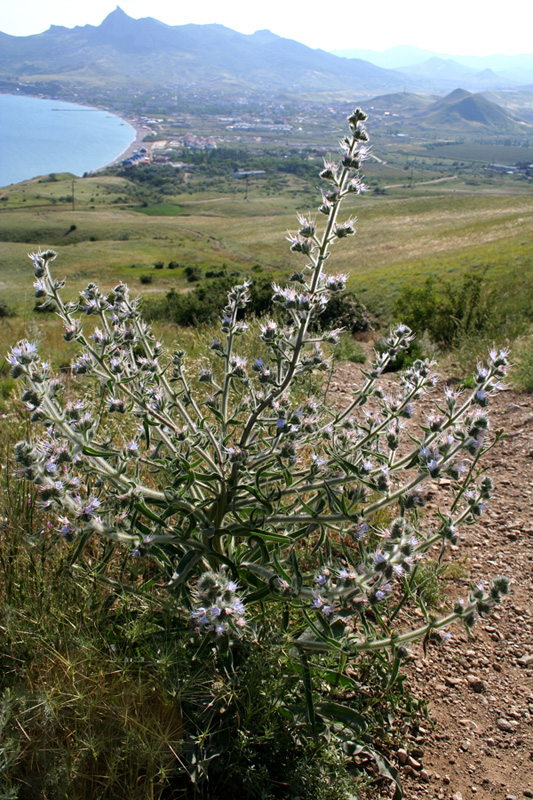 Изображение особи Echium biebersteinii.