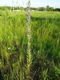 Echium vulgare