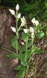 Cephalanthera damasonium