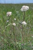 Valeriana tuberosa