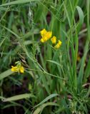 Lathyrus pratensis. Верхушка цветущего растения. Алтайский край, Алейский р-н, окр. г. Алейск, луг. 27.06.2021.