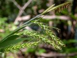 Carex sylvatica. Верхушка побега с соцветием и соплодиями. Тверская обл., Кимрский р-н, лесистая часть дамбы Иваньковского вдхр. 08.06.2022.