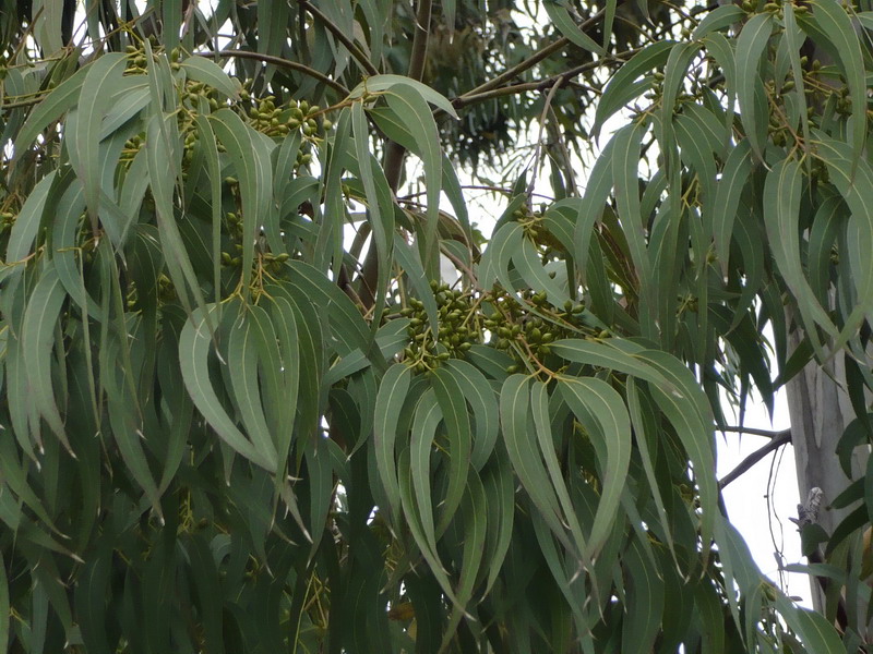 Изображение особи Eucalyptus viminalis.