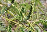 семейство Fabaceae. Часть побега с развивающимся соцветием. Вьетнам, провинция Кханьхоа, г. Нячанг, гора Co Tien (Angel Mountain), склон с травяно-кустарниковой растительностью. 08.09.2023.