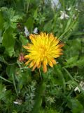 род Taraxacum