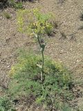 Ferula dissecta