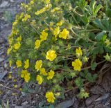 Potentilla humifusa