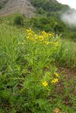 Senecio vernalis. Цветущее растение. Крым, гора Северная Демерджи. 2 июня 2012 г.