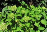 Hydrangea macrophylla