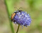 Jasione montana