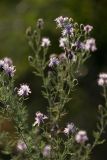 Centaurea stoebe