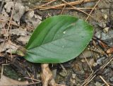 Populus suaveolens