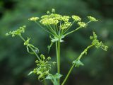 Heracleum sibiricum. Верхушка растения с соцветиями. Ростовская обл., Аксайский р-н, Щепкинский лес. 17.07.2012.