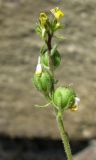 Linaria simplex