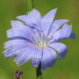 Cichorium intybus