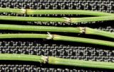 Equisetum variegatum