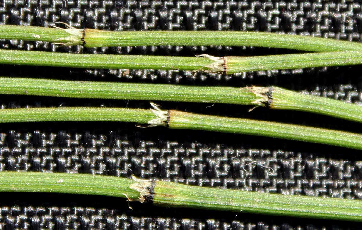 Image of Equisetum variegatum specimen.