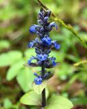 Ajuga reptans. Соцветие. Адыгея, левый берег р. Белая, вдоль тропы из пос. Каменномостовский до водопадов Руфабго. 27.04.2013.