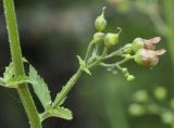 Scrophularia scopolii