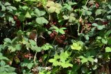 Rubus tauricus