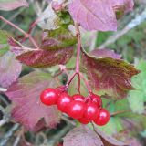 Viburnum opulus. Верхушка плодоносящего побега. Нидерланды, провинция Drenthe, заросли кустарников на краю озера Friescheveen. 21 октября 2006 г.