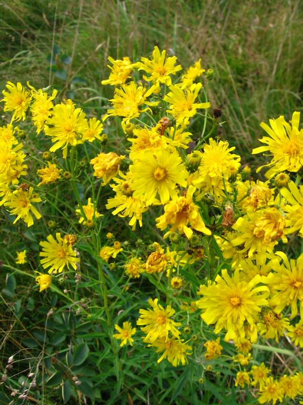 Изображение особи Hieracium umbellatum.