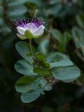 Capparis orientalis