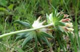 Anthyllis biebersteiniana