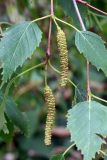 Betula tianschanica. Верхушка побега с соплодиями. Узбекистан, Ташкентская обл., зап. отроги Чаткальского хр., гора Бол. Чимган, ущ. Аксая, берёзовая роща в пойме ручья. 30.07.2016.