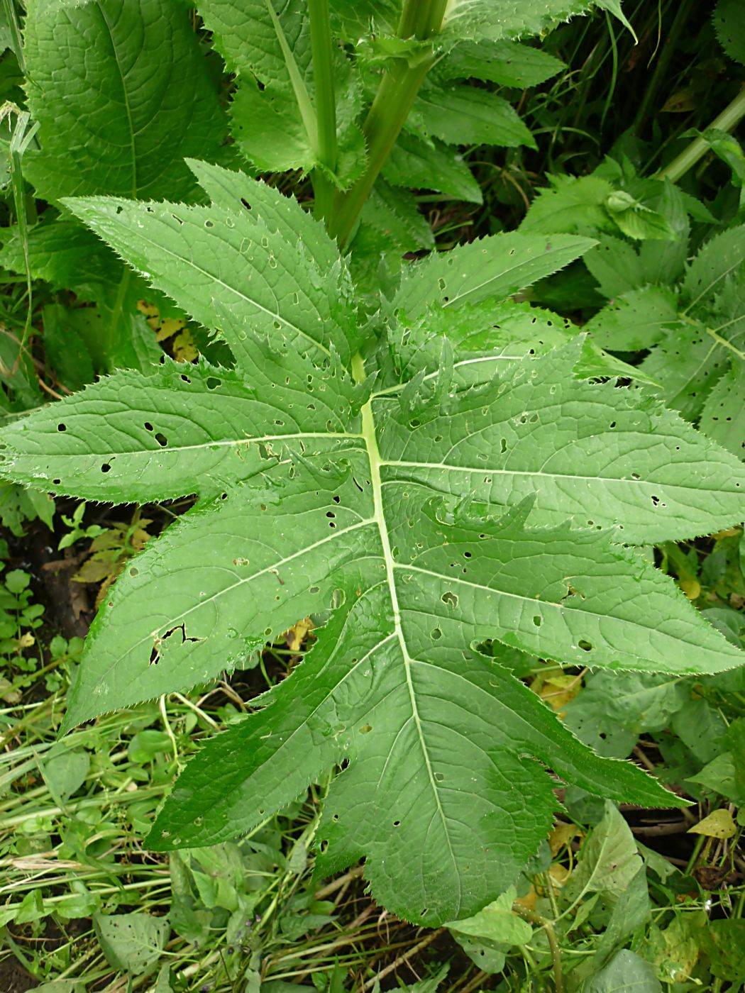 Изображение особи Cirsium oleraceum.