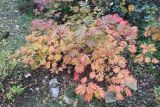 Acer japonicum. Небольшое растение в осенней раскраске (cv. 'Aconitifolium'). Санкт-Петербург, ботанический сад БИН РАН, в культуре. 14.10.2016.