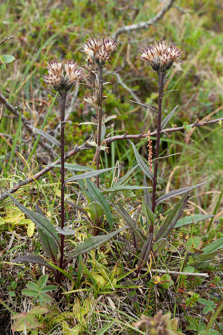 Изображение особи Saussurea alpina.