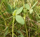 Trifolium spadiceum