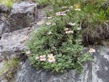 Chrysanthemum sinuatum. Цветущие растения. Республика Алтай, Усть-Коксинский р-н, природный парк \"Белуха\", берег озера Аккем, выс. 2034 м н.у.м. 06.08.2016.