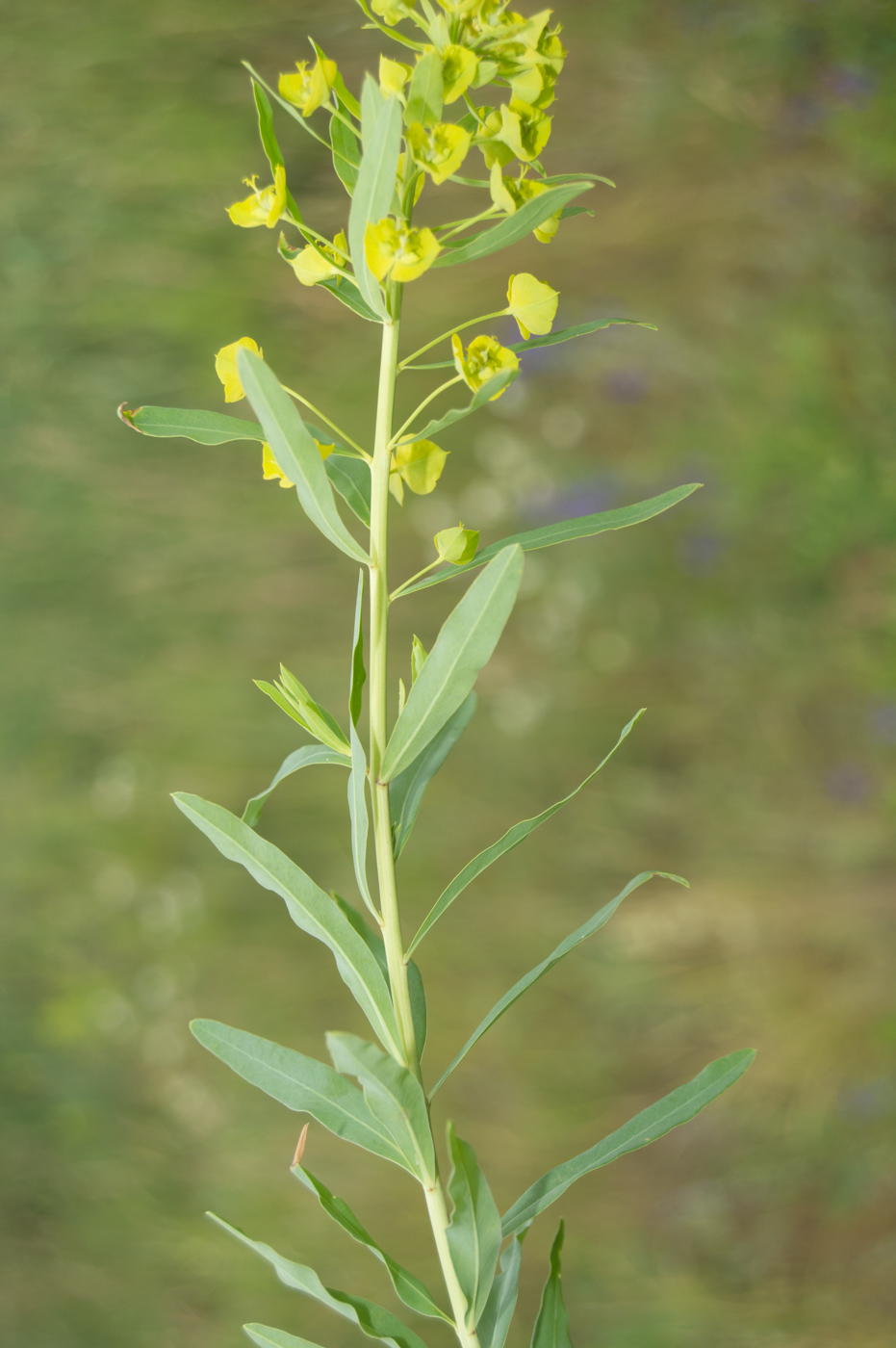 Изображение особи Euphorbia virgata.