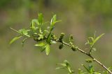 Salix pierotii