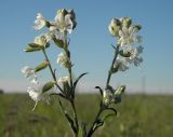 Silene dichotoma. Соцветие с галлами на верхушках. Украина, г. Луганск, окр. пос. Видное, плакорная степь. 19.06.2017.